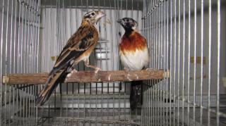 Kot 1905 アフリカ産ホウオウジャクの雄 キットウココ ペット部