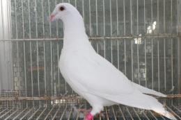 HT-1009　白い鳩(割り勘25K013)