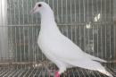 HT-1009　白い鳩(割り勘25K013)