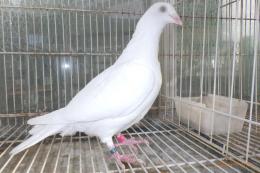 HT-1009　白い鳩(割り勘25K013)