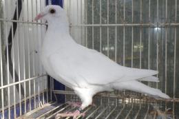 HT-1010　白い鳩(割り勘25K014)