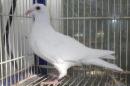 HT-1010　白い鳩(割り勘25K014)