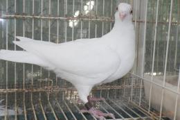 HT-1010　白い鳩(割り勘25K014)