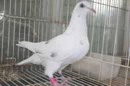 HT-1011　白い鳩(割り勘25K015)