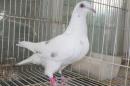 HT-1011　白い鳩(割り勘25K015)