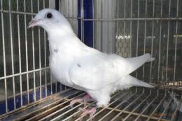 HT-1011　白い鳩(割り勘25K015)