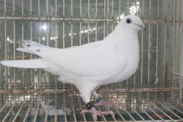 HT-1012　白い鳩(割り勘25K016)