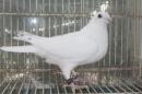 HT-1012　白い鳩(割り勘25K016)