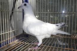 HT-1012　白い鳩(割り勘25K016)
