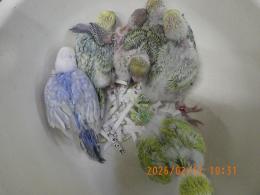 IN-4412　パステル系の綺麗なセキセイインコの雛
