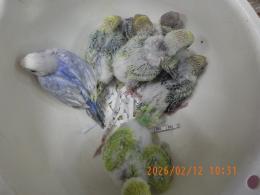 IN-4412　パステル系の綺麗なセキセイインコの雛