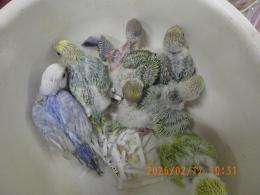 IN-4412　パステル系の綺麗なセキセイインコの雛