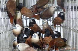 KOT-2818　キンパラ(写真の中の頭部が黒い子)