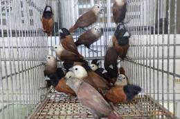 KOT-2818　キンパラ(写真の中の頭部が黒い子)