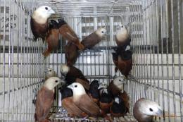 KOT-2819　ヘキチョウ(写真の中の頭部が白い子)