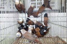 KOT-2819　ヘキチョウ(写真の中の頭部が白い子)