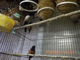 KOT-2819　ヘキチョウ(写真の中の頭部が白い子)