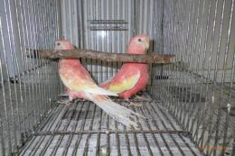 シロハラインコ　アキクサインコ（ルビノー）他 アキクサインコ ルビノー 🍑＋°｡