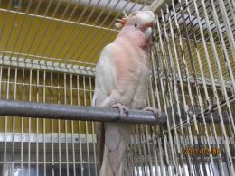 In 3547 ベルギー クルマサカオウム メス キットウココ ペット部