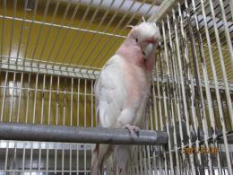 In 3547 ベルギー クルマサカオウム メス キットウココ ペット部