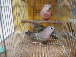 In 3696 アキクサインコ ノーマル 親物 キットウココ ペット部 In 3696 アキクサインコ ノーマル 親物 キットウココ ペット部