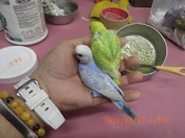 IN-4413 　セキセイインコの雛