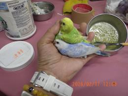 IN-4413 　セキセイインコの雛