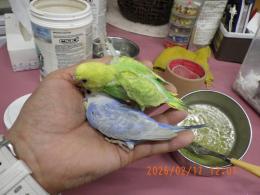 IN-4413 　セキセイインコの雛