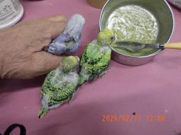 IN-4414　セキセイインコの雛　