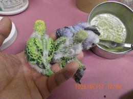 IN-4414　セキセイインコの雛　