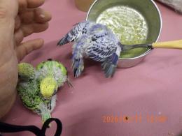 IN-4414　セキセイインコの雛　