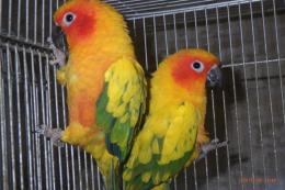 IN-4415　コガネメキシコインコ　慣れてます。