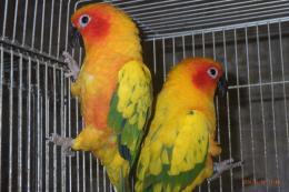 IN-4415　コガネメキシコインコ　慣れてます。