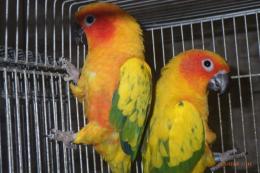 IN-4415　コガネメキシコインコ　慣れてます。