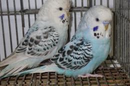 IN-4416　テキサス系セキセイインコ　雄雌で　№1