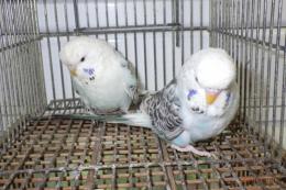 IN-4417　テキサス系セキセイインコ　雄雌で　№2