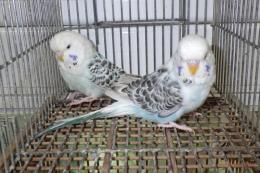 IN-4417　テキサス系セキセイインコ　雄雌で　№2