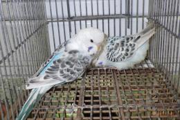 IN-4417　テキサス系セキセイインコ　雄雌で　№2