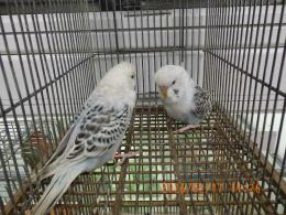 IN-4417　テキサス系セキセイインコ　雄雌で　№2