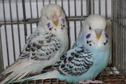 IN-4416　テキサス系セキセイインコ　雄雌で　№1