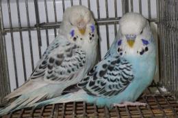 IN-4416　テキサス系セキセイインコ　雄雌で　№1