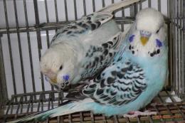 IN-4416　テキサス系セキセイインコ　雄雌で　№1