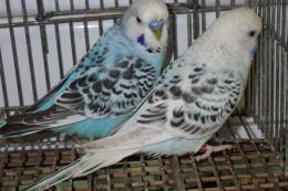 IN-4418　テキサス系セキセイインコ　雄雌で　№3