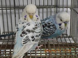 IN-4418　テキサス系セキセイインコ　雄雌で　№3
