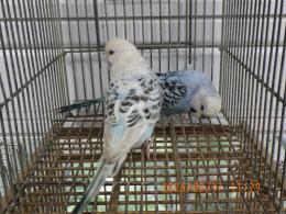 IN-4418　テキサス系セキセイインコ　雄雌で　№3