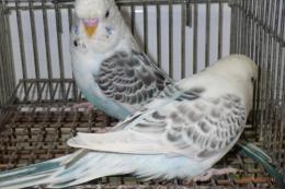 IN-4419　テキサス系セキセイインコ　雄雌で　№4