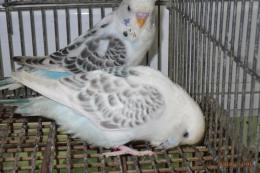 IN-4419　テキサス系セキセイインコ　雄雌で　№4