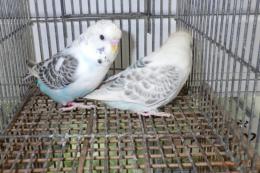 IN-4419　テキサス系セキセイインコ　雄雌で　№4