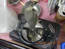 KOT-2821　さくら文鳥の雛　挿し餌中