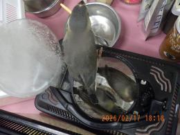 KOT-2821　さくら文鳥の雛　挿し餌中